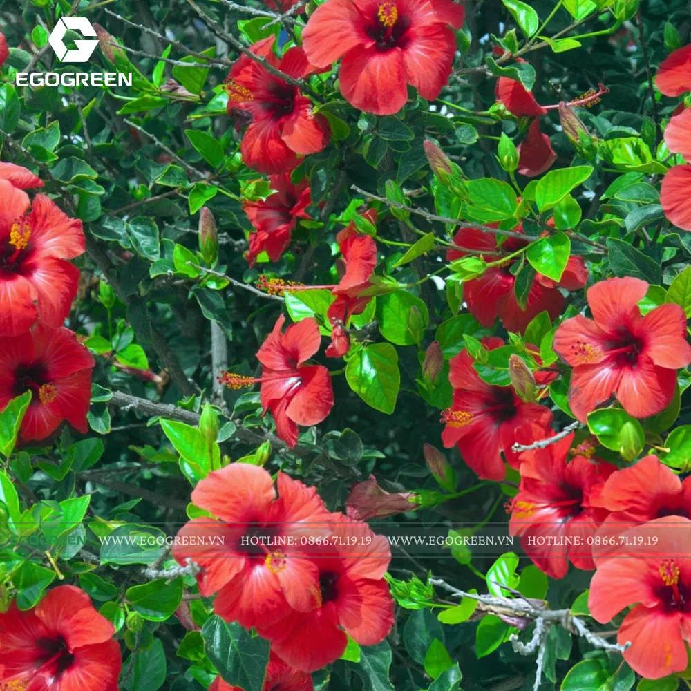 Hàng dâm bụt không chỉ rực rỡ mà còn có thể làm hàng rào chắn gió.